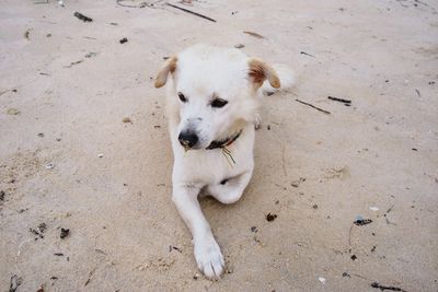 Close-up of dog