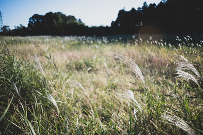 Crops growing on field against sky