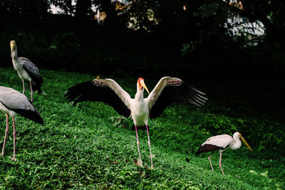 View of birds on field