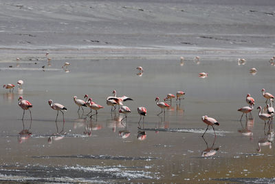 Birds in lake