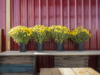 Yellow flowers on wood