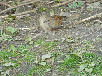 High angle view of bird on field