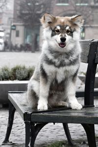 A young puppy finnish lapphund dog sitting on bench in city