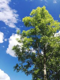 Low angle view of tree against sky