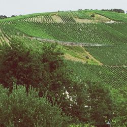 Scenic view of agricultural field