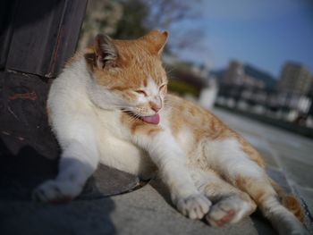 Close-up of cat relaxing outdoors