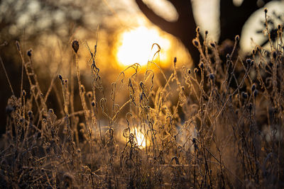 Close-up of dry plants on field during sunset