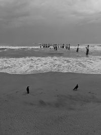 Group of birds on beach