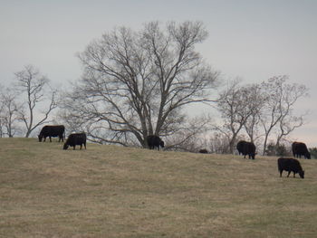 Horses on tree against sky