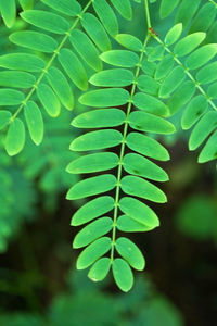 Close-up of green leaves