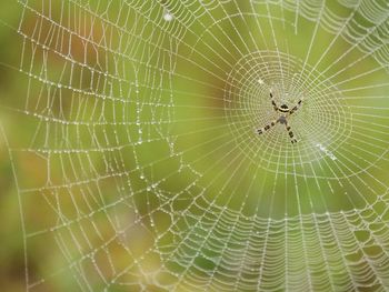 Close-up of spider web