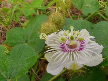 High angle view of purple flowering plant
