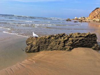 Bird perching on beach by sea against sky