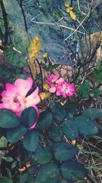 Close-up of pink flowers