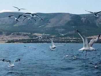 Seagulls flying over sea