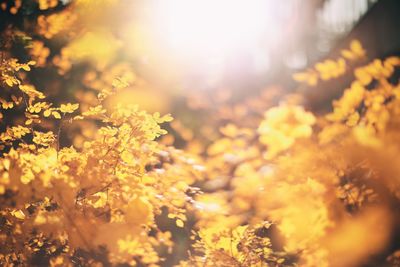 Yellow flowering plants on field during sunset