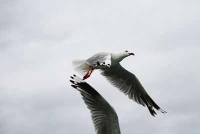 Low angle view of seagull flying against sky