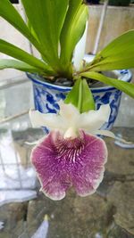 Close-up of flower blooming outdoors