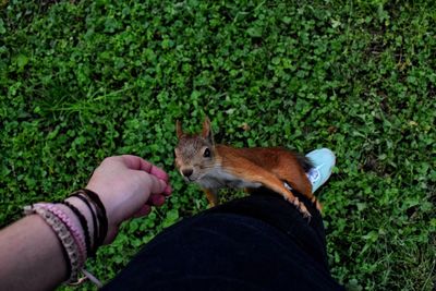 Man holding squirrel on grass