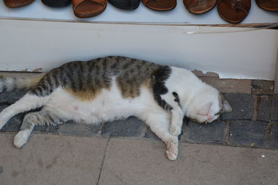 Cat relaxing outdoors