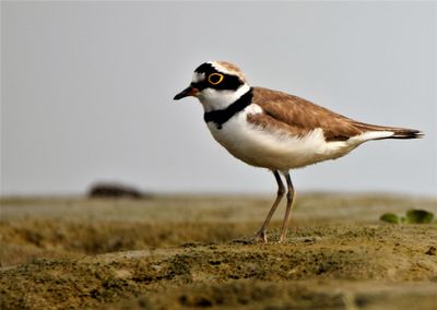 The common ringed plover or ringed plover is a small plover that breeds in arctic eurasia. 