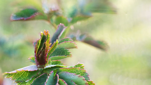 Close-up of plant