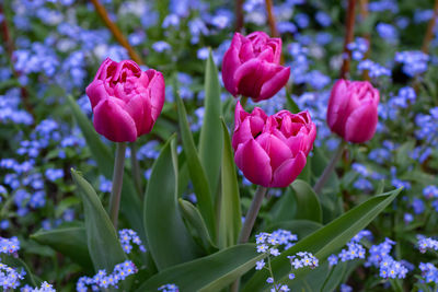 Close-up of purple flowers, tulips