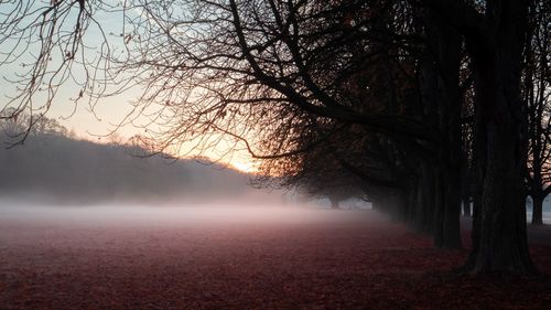 View of bare trees in foggy weather