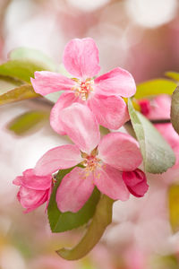 Close-up of pink cherry blossom