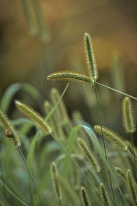 Close-up of stalks on plant in field