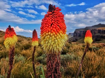 Close-up of cactus growing on field against sky