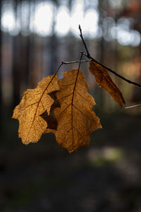 Close-up of dry maple leaves