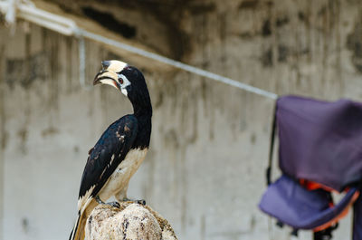 Bird perching on a wall