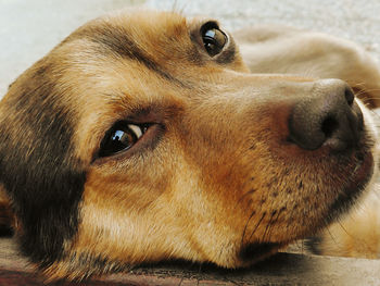 Close-up portrait of a dog