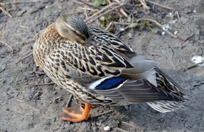 High angle view of bird perching on land