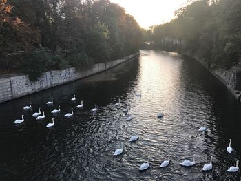 High angle view of swans swimming in lake during sunset