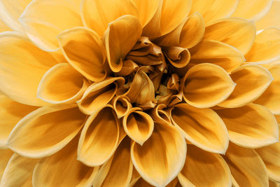 Close-up of dahlia