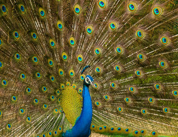 Full frame shot of peacock