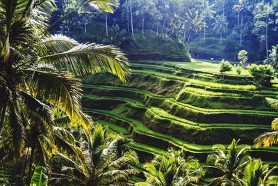 Scenic view of agricultural field