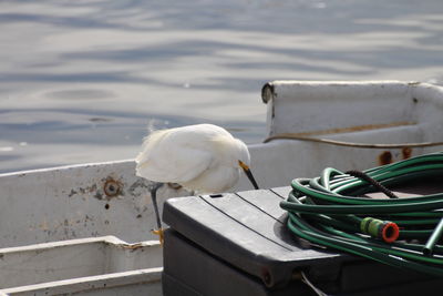 Seagull perching on a sea