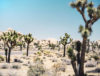 Trees on landscape against clear sky