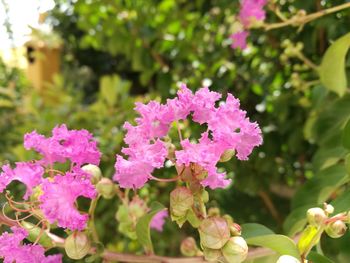 Close-up of flowers blooming outdoors