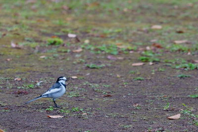 High angle view of bird perching on a field