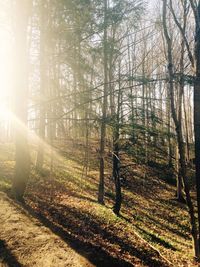 Trees in park