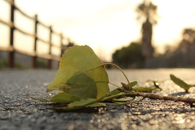 Close-up of green leaf against sky