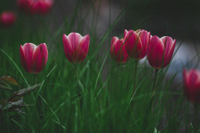 Close-up of pink tulips on field