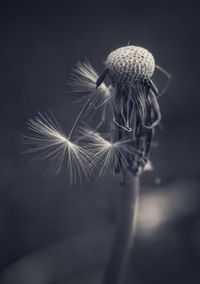 Close-up of dandelion on plant