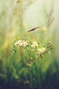 Close-up of flowering plant against blurred background