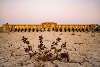 Plants growing on land against sky during sunset