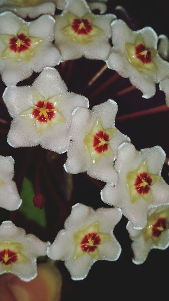 Wax flowers